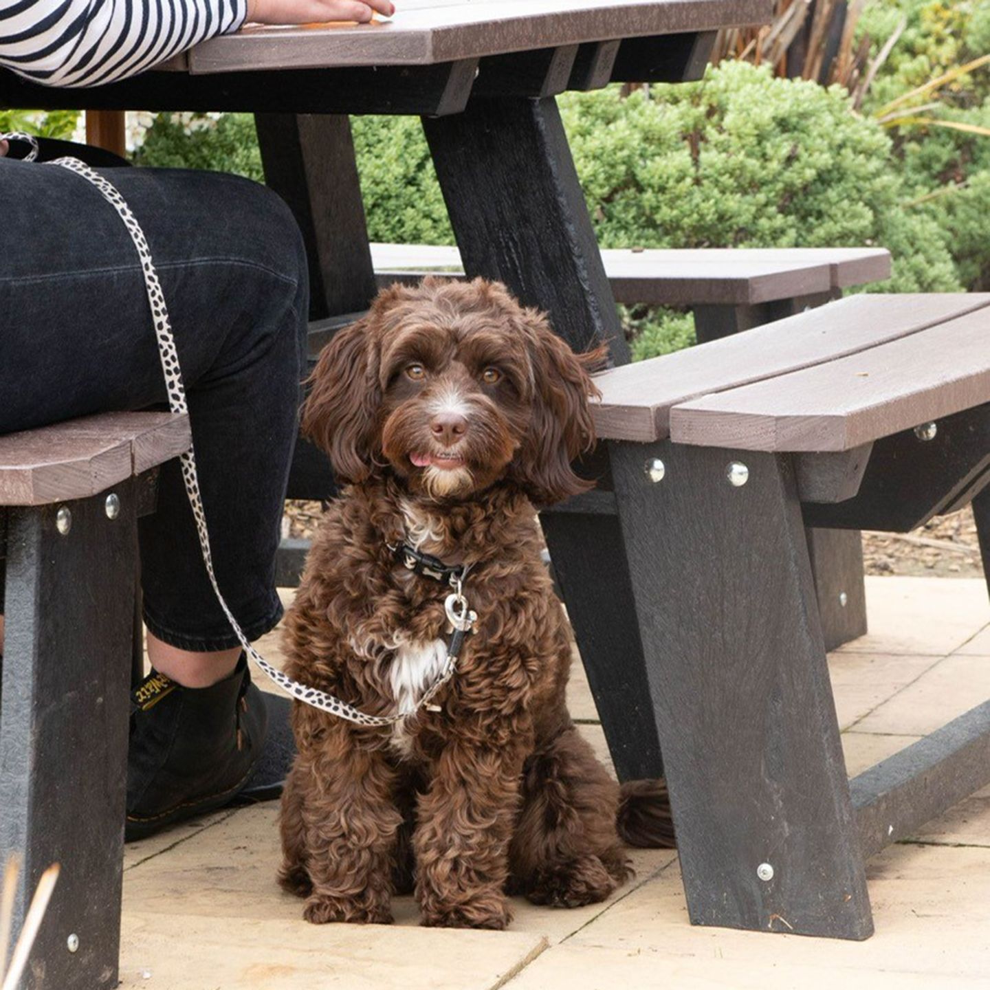 Your local dog friendly pub in Ipswich